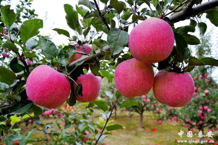 天水秦安蘋(píng)果的歷史淵源（組圖）