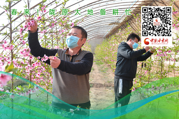 海報(bào)丨春來！隴原大地春耕忙