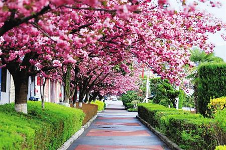 【印象隴原】去兩當(dāng)，與櫻花赴約