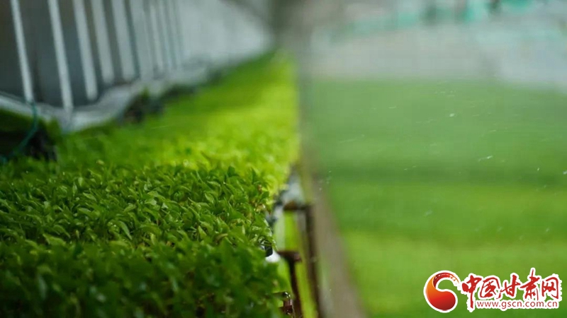 【甘肅省決戰(zhàn)決勝脫貧攻堅·產業(yè)扶貧】永昌縣焦家莊鎮(zhèn)：高原夏菜鼓起農戶“錢袋子”