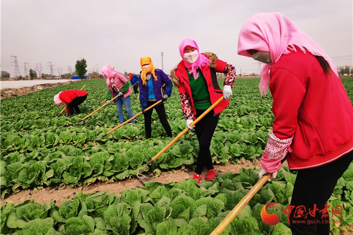 【甘肅省決戰(zhàn)決勝脫貧攻堅】金昌永昌縣產業(yè)鏈上打工種菜啥體驗 有房有車奔小康