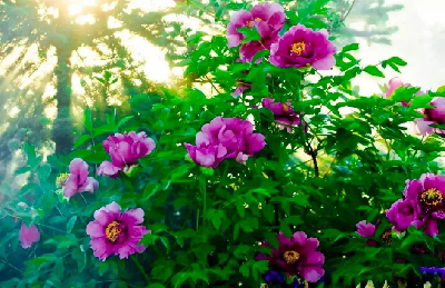 【“甘味”故事】“百花王”駕到！國色傾城正當時