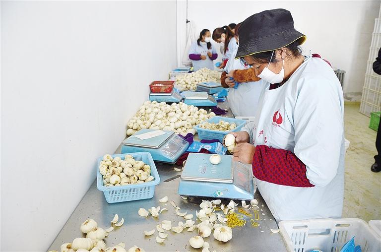 臨夏縣思明全和鮮百合加工扶貧車(chē)間加工百合