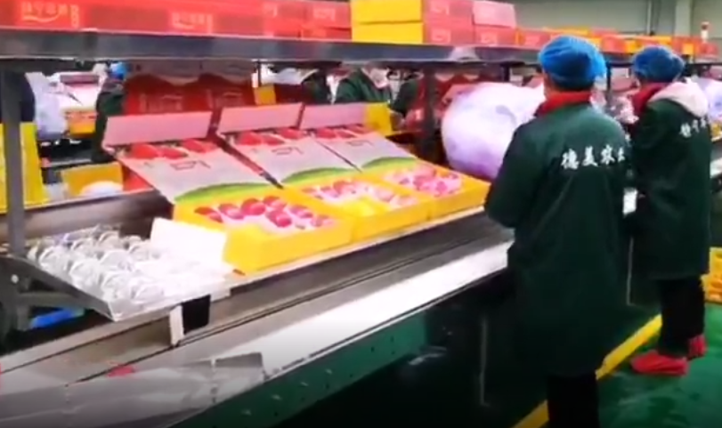 【獨(dú)家視頻】快訊丨甘肅省委副書記、代省長(zhǎng)任振鶴在靜寧縣調(diào)研蘋果產(chǎn)業(yè)發(fā)展