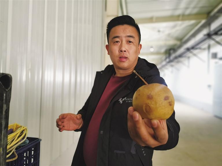 衛(wèi)萬鐸：鄉(xiāng)村軟兒梨 走向大市場(chǎng)