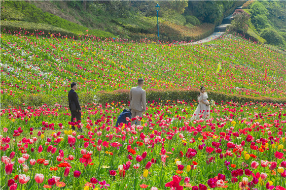 花海間，拍上一組美美的婚紗照。羅云希 攝