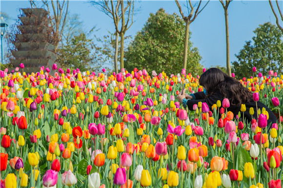 五顏六色郁金香花海。羅云希 攝