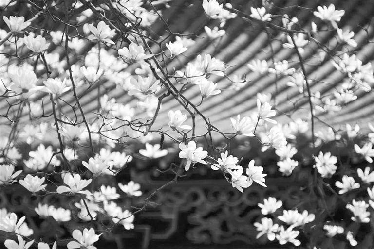 天水雙玉蘭堂，吟杜甫詩(shī) 煎泉水茶 賞白石書法