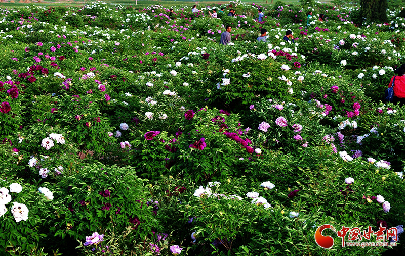 閱盡繁花盛景！定西文旅邀您共赴“紫斑牡丹”之約