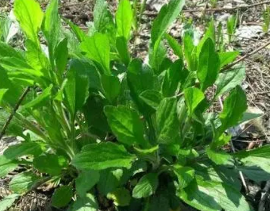 注意！路邊的野菜可不能亂采