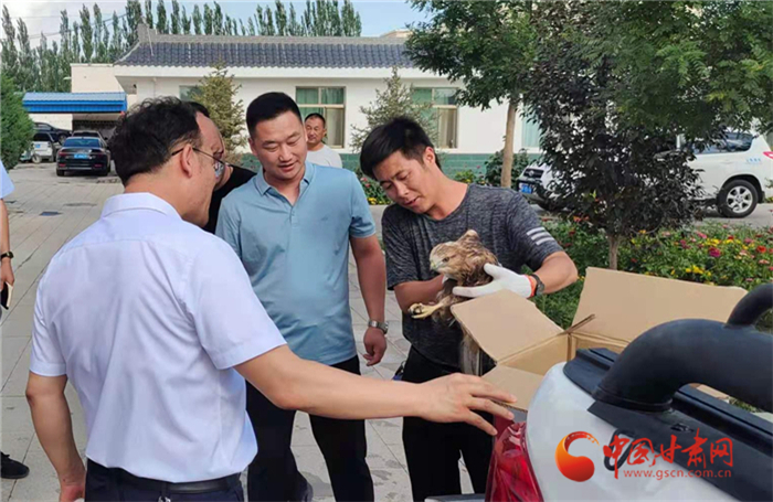 酒泉瓜州：國家二級保護(hù)動物鵟“落難” 群眾熱心救助