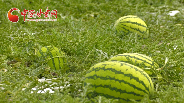 【小康圓夢·看甘肅】靖遠(yuǎn)：石頭縫里種出“甜日子”