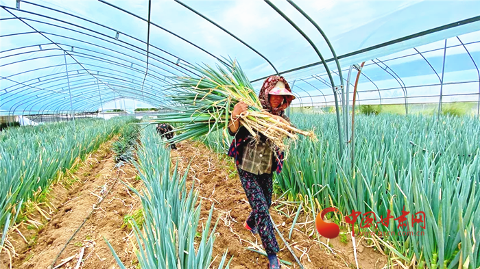 【小康圓夢(mèng)·看甘肅】蘭州榆中王保營村：大蔥產(chǎn)業(yè)助農(nóng)增收