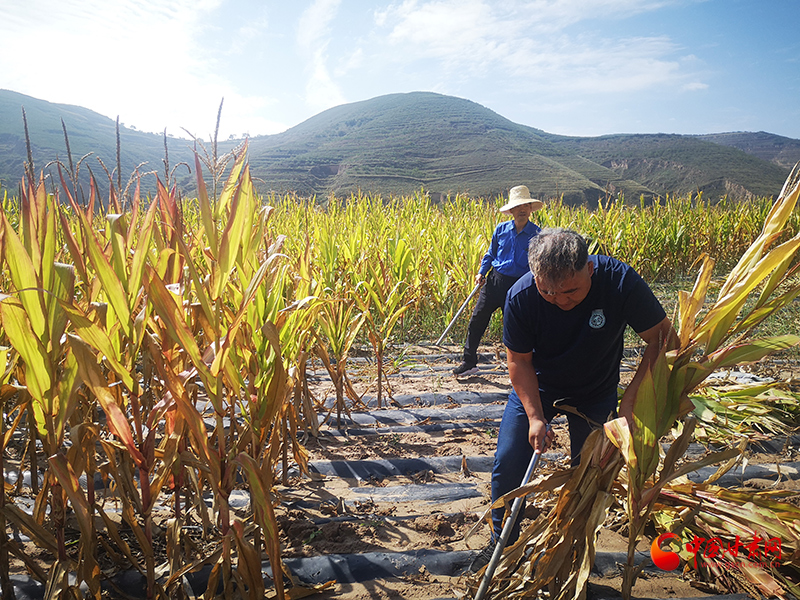 【慶豐收 感黨恩】定西安定：劉鴻奎的豐收節(jié)！
