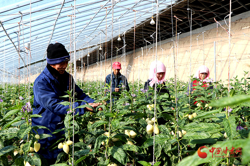 民勤：“鏈長制”助推產業(yè)鏈高質量發(fā)展