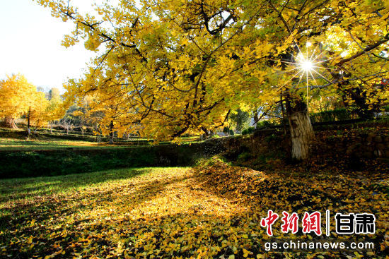 隴南徽縣銀杏樹最美的時(shí)候，當(dāng)屬每年的10月至11月。圖為樹葉已染黃的銀杏樹。張承榮 攝