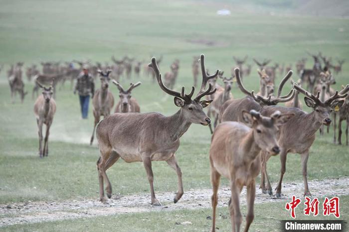 圖為肅南縣馬鹿養(yǎng)殖場內(nèi)的鹿群?！钇G敏 攝