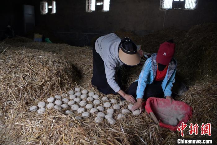 酒曲成型之后入曲房，入室之前要灑水，再鋪青稞草，防止曲塊的水分被吸走，曲房?jī)?nèi)有通風(fēng)道、窗戶、暖氣、電熱爐等各種控制曲房溫度的設(shè)備。圖為5月10日，工作人員將成型的曲塊搬運(yùn)到曲房。九美旦增　攝
