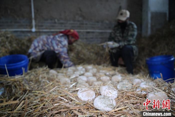 酒曲從曲坯入房培養(yǎng)到培養(yǎng)結(jié)束，整個(gè)培養(yǎng)周期控制在4至8天，曲坯的要求光滑，軟硬適宜，手按曲坯不松散，結(jié)實(shí)，薄厚一致。圖為5月10日，工作人員準(zhǔn)備將培養(yǎng)好的曲坯拿到外面晾曬。九美旦增　攝