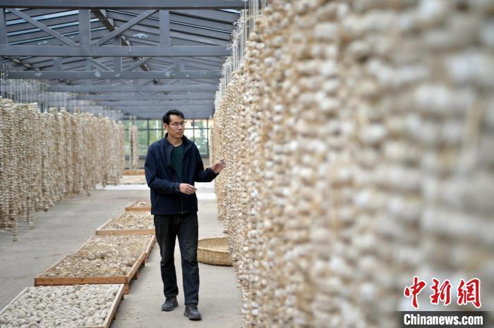 圖為5月10日，工作人員檢查晾曬的曲胚。九美旦增　攝