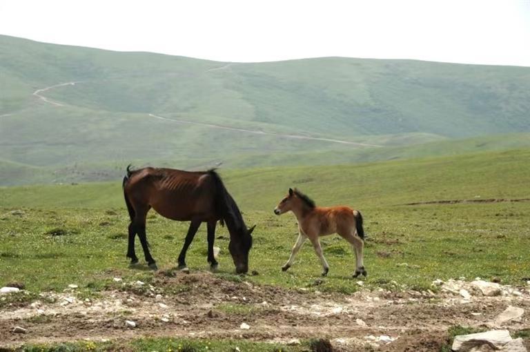 馬銜山上的馬 陳旭東 攝