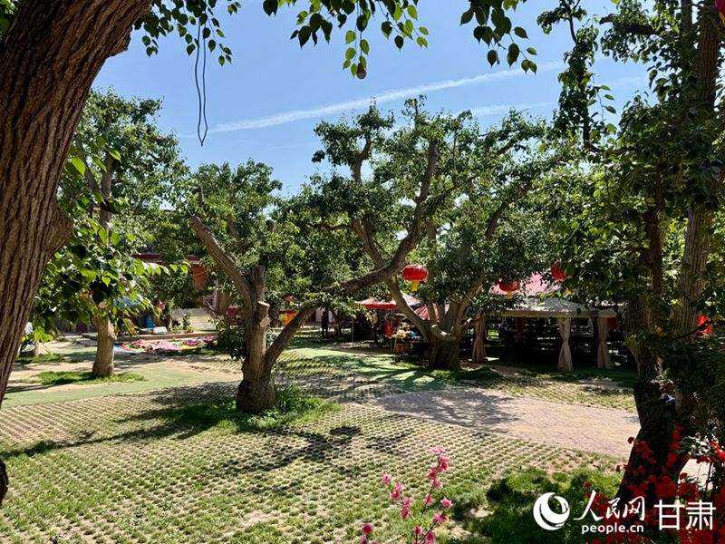 什川古梨園。人民網(wǎng)記者 焦隆攝