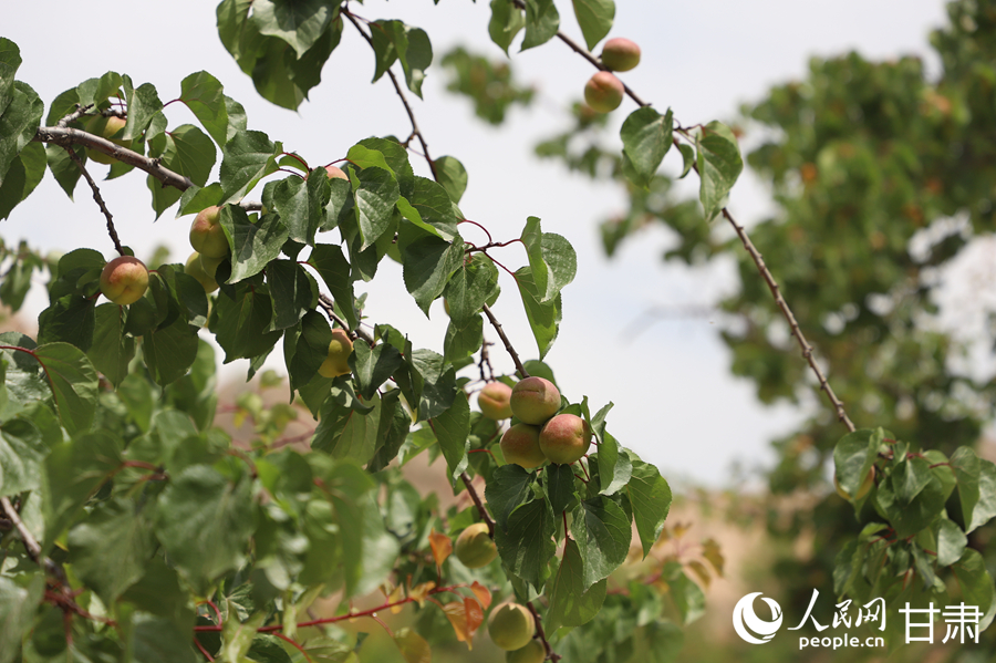 蘭溝村百畝杏林的杏子即將成熟。人民網(wǎng)記者 焦隆攝