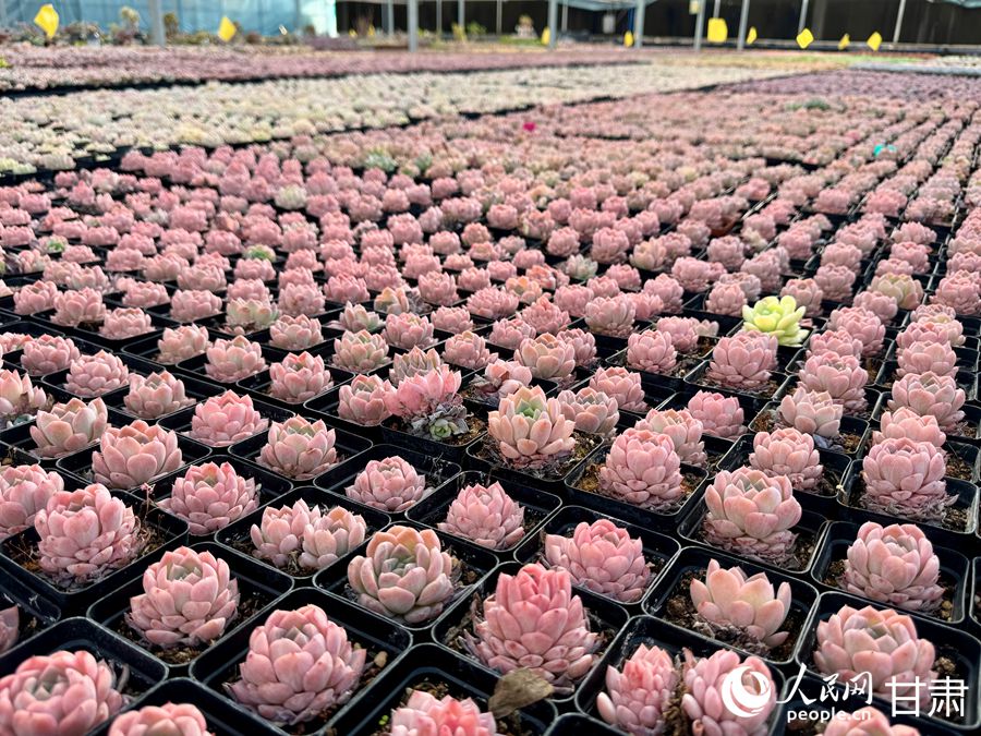 蘭州鑫源現(xiàn)代農(nóng)業(yè)休閑觀光旅游景區(qū)多肉大棚。人民網(wǎng)記者 焦隆攝