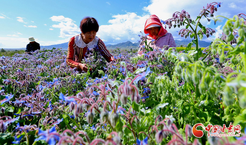 高臺：“小制種”繁花似錦