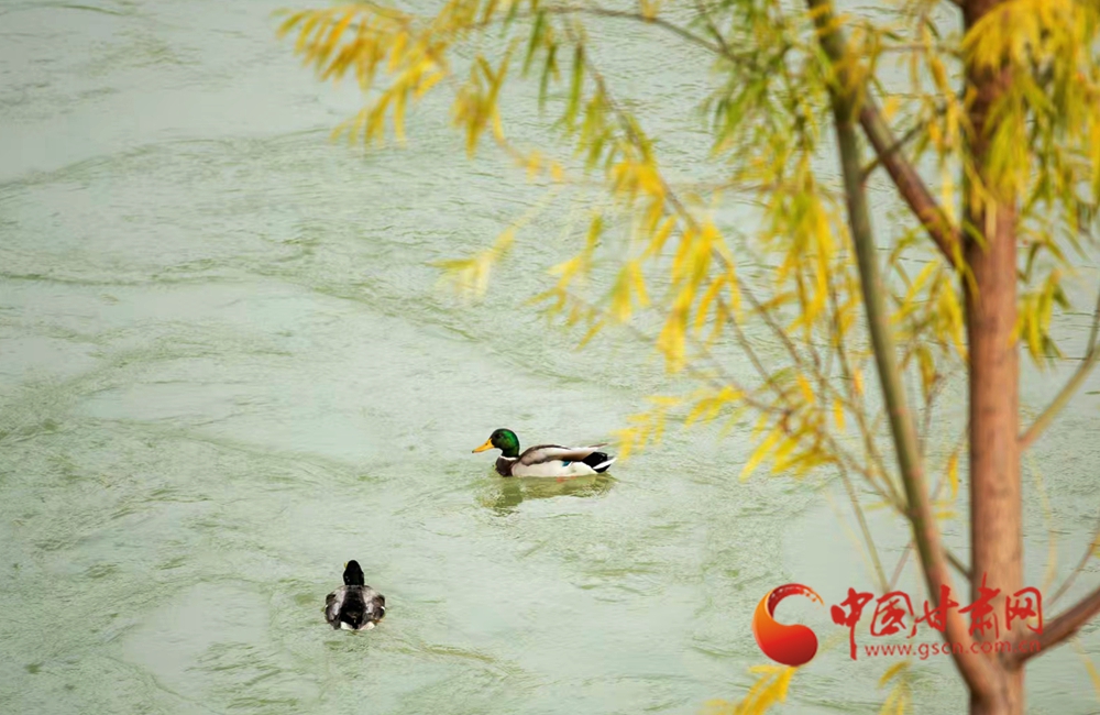 永靖春日 萬物有聲